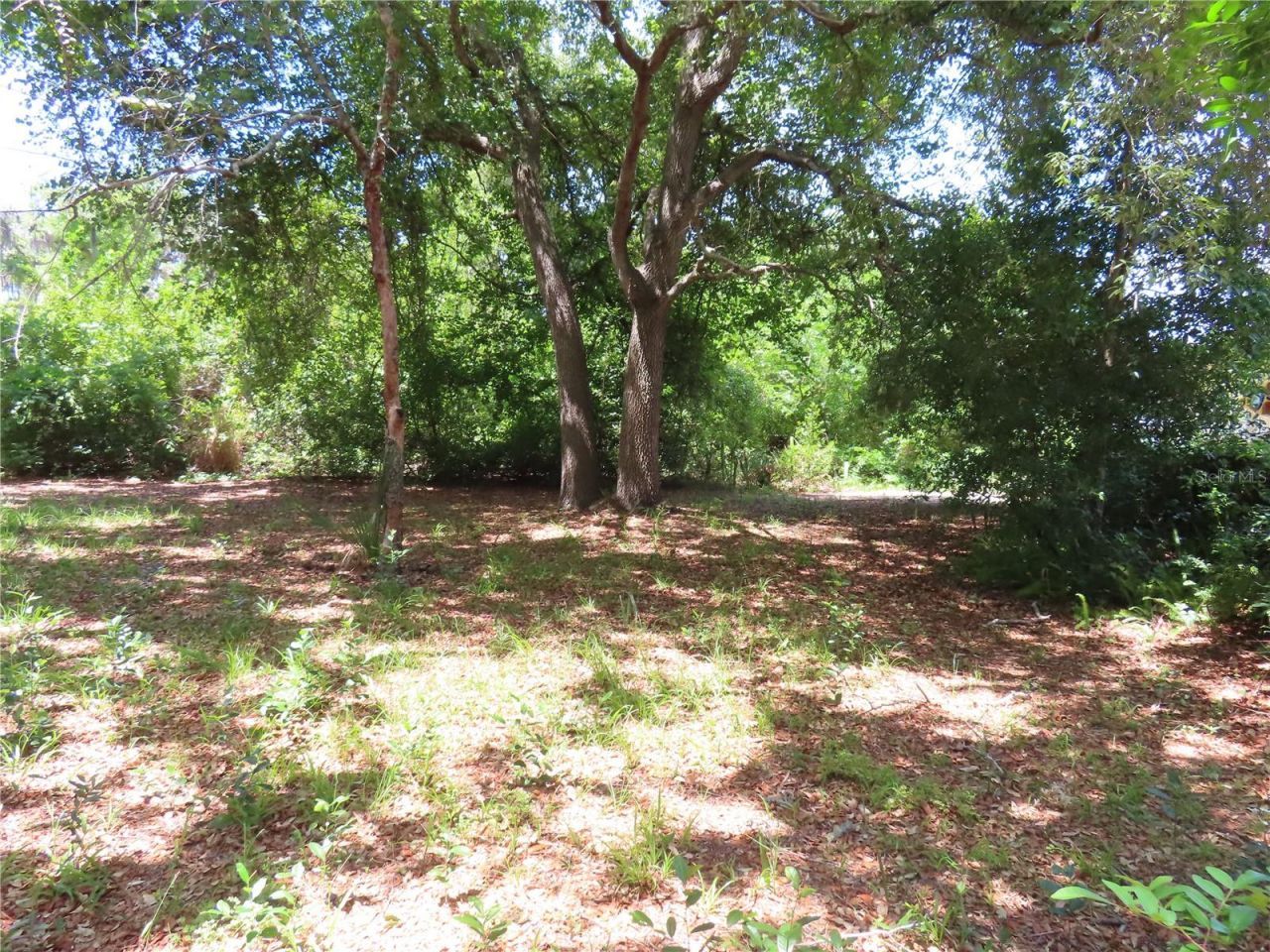 Mayo, Crystal Beach, FL 34681 Photo