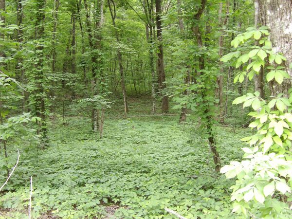 0 Ridge Road, Pikeville, TN 37367