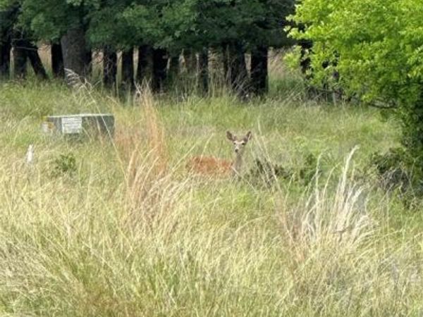 Lot 237 Vista Pointe Drive, Chico, TX 76431