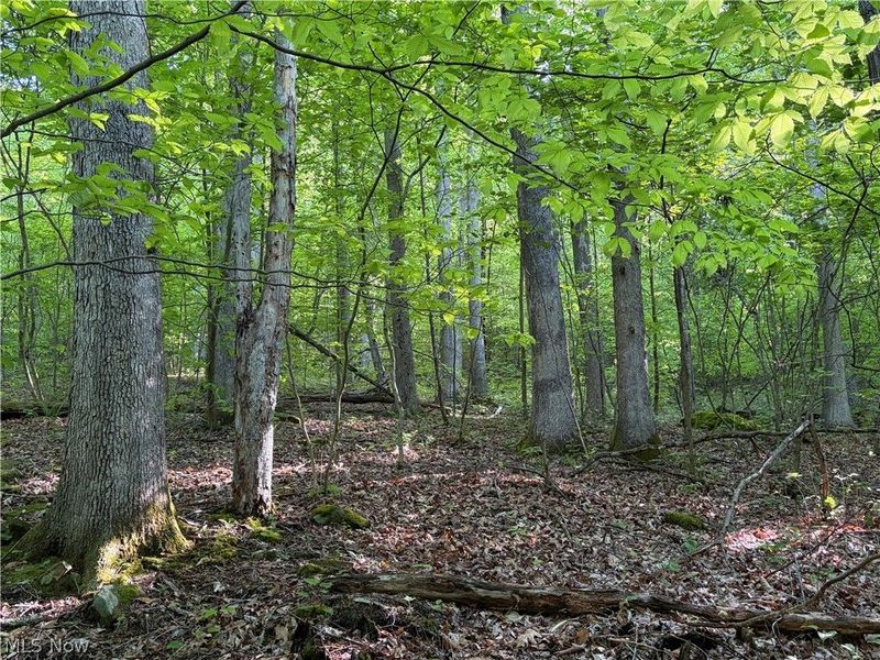 Crum Ridge Rd, Caldwell, OH 43724 Photo 11