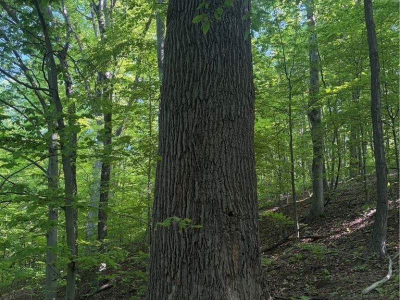 Crum Ridge Rd, Caldwell, OH 43724 Photo 17