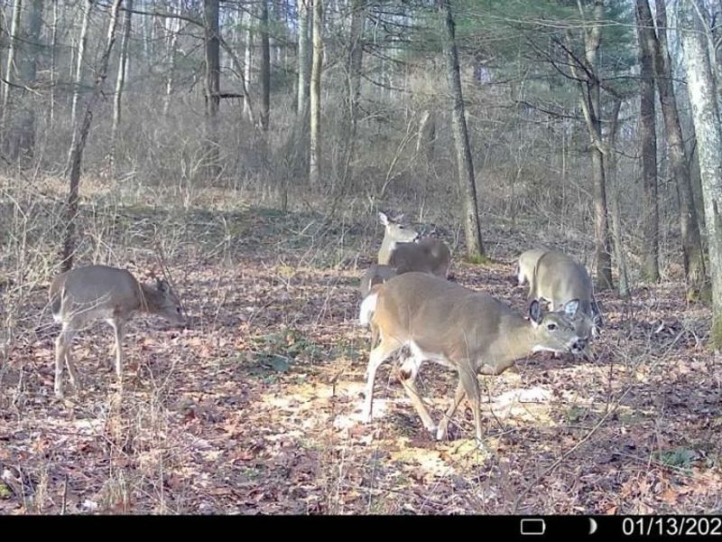 Crum Ridge Rd, Caldwell, OH 43724 Photo 30