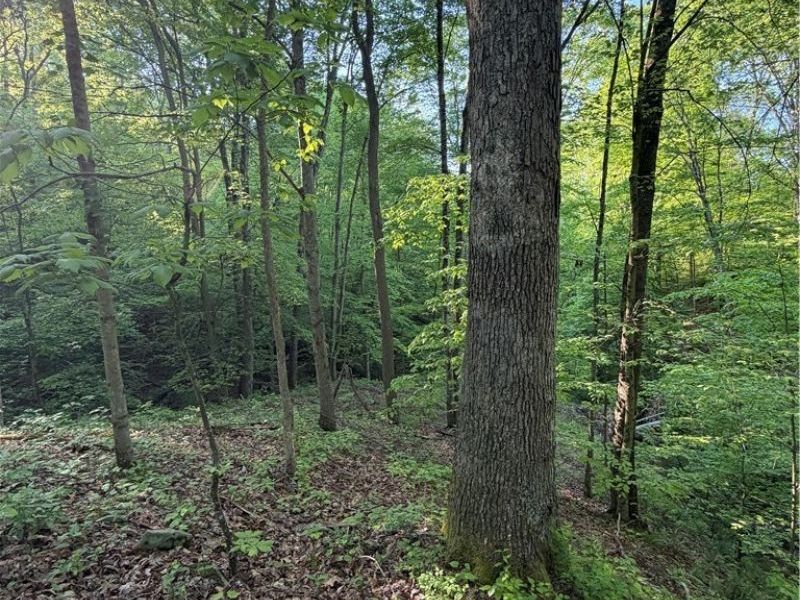 Crum Ridge Rd, Caldwell, OH 43724 Photo 36