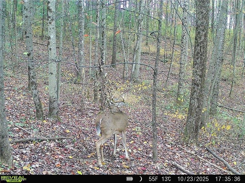 Crum Ridge Rd, Caldwell, OH 43724 Photo 45