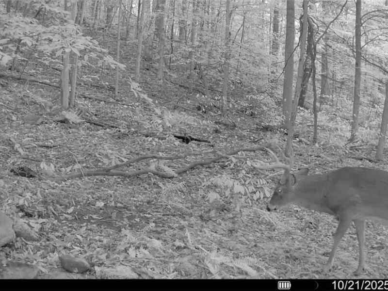 Crum Ridge Rd, Caldwell, OH 43724 Photo 46