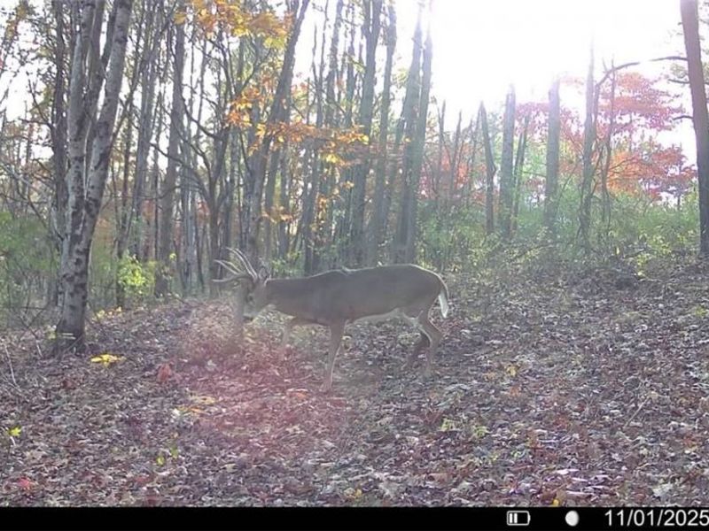Crum Ridge Rd, Caldwell, OH 43724 Photo 6
