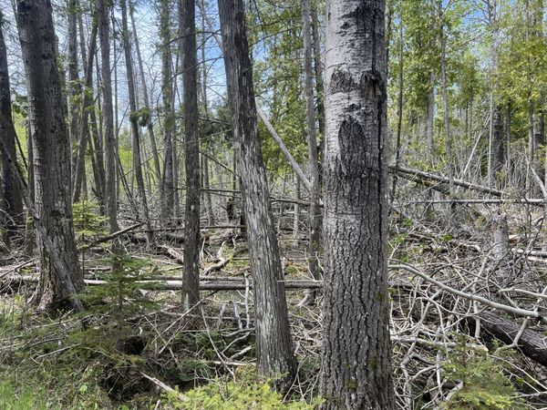 58 Rocky RD, Bois Blanc, MI 49775