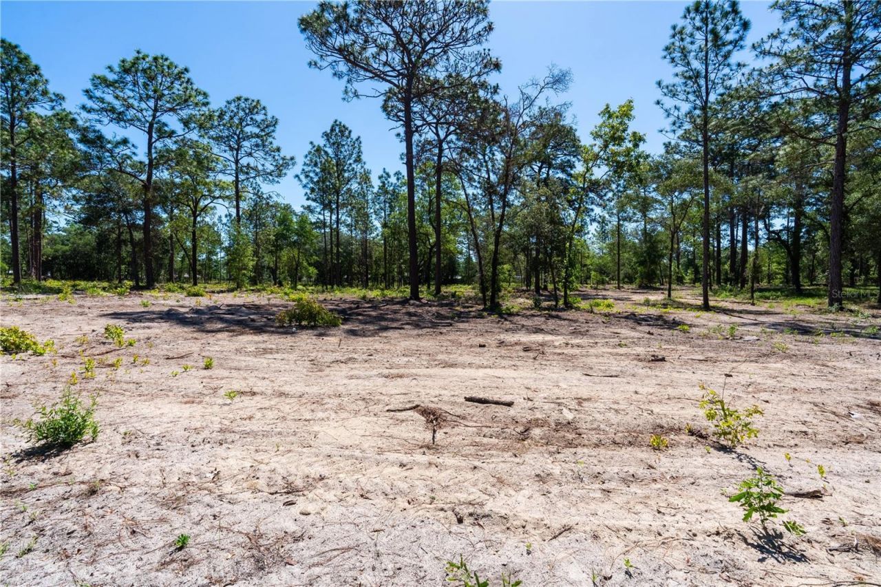 12691 SE 80th Street, Morriston, FL 32668 Photo