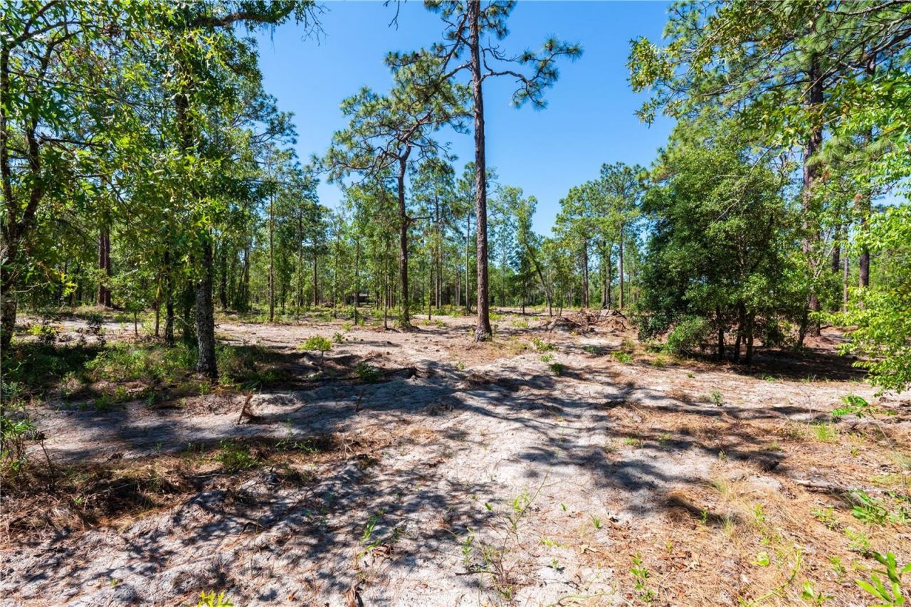 12691 SE 80th Street, Morriston, FL 32668 Photo
