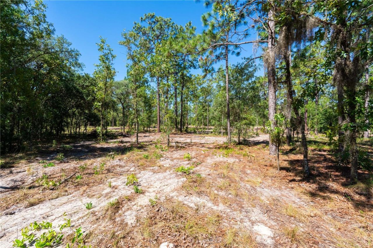 12691 SE 80th Street, Morriston, FL 32668 Photo