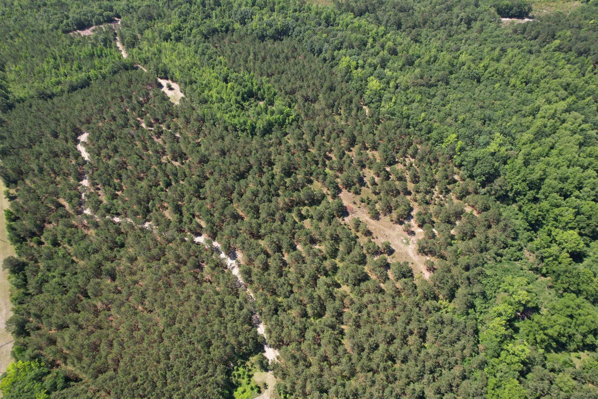 43 Acres - 5432 Juneburn Rd.  Photo 13