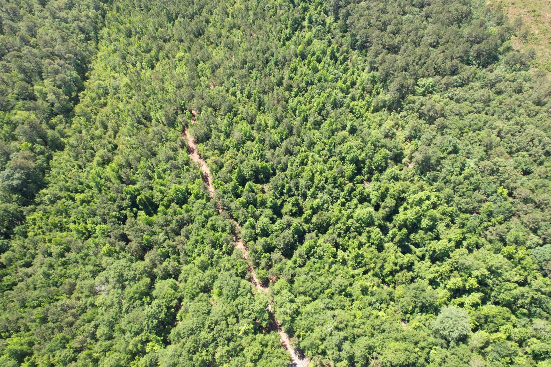 43 Acres - 5432 Juneburn Rd.  Photo 16