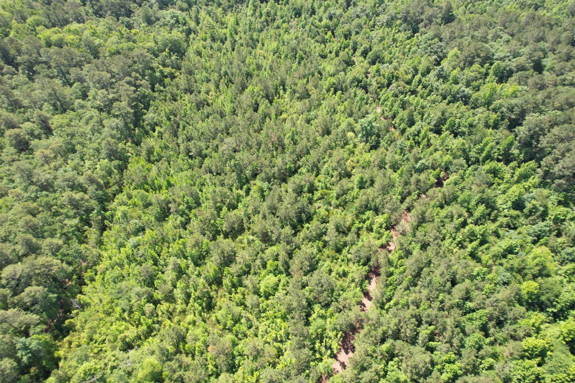 43 Acres - 5432 Juneburn Rd.  Photo 17