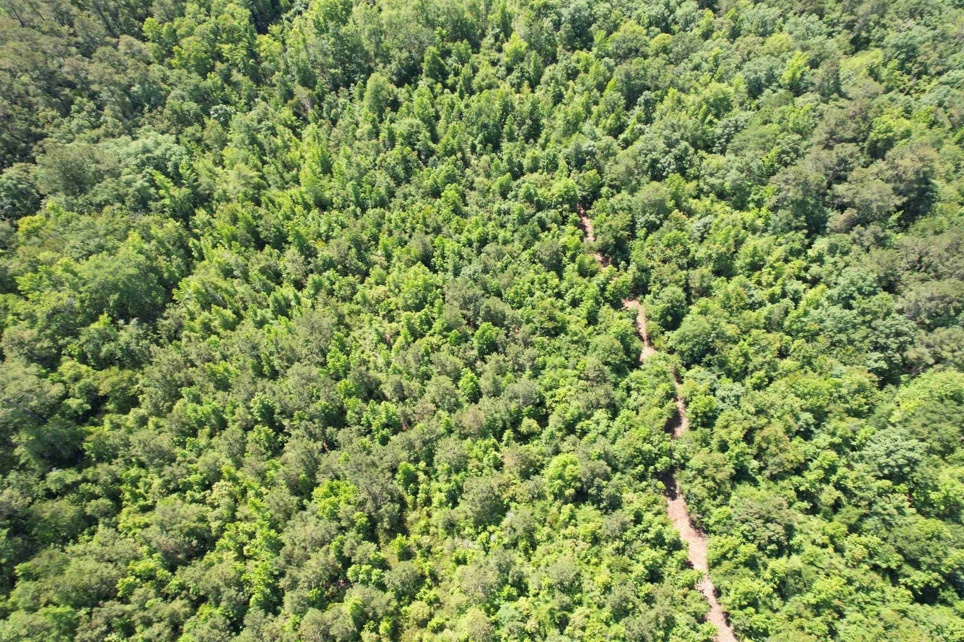 43 Acres - 5432 Juneburn Rd.  Photo 18