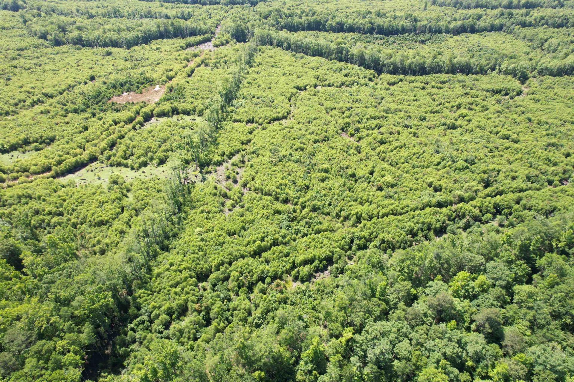 43 Acres - 5432 Juneburn Rd.  Photo 19