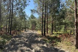 43 Acres - 5432 Juneburn Rd.  photo 4