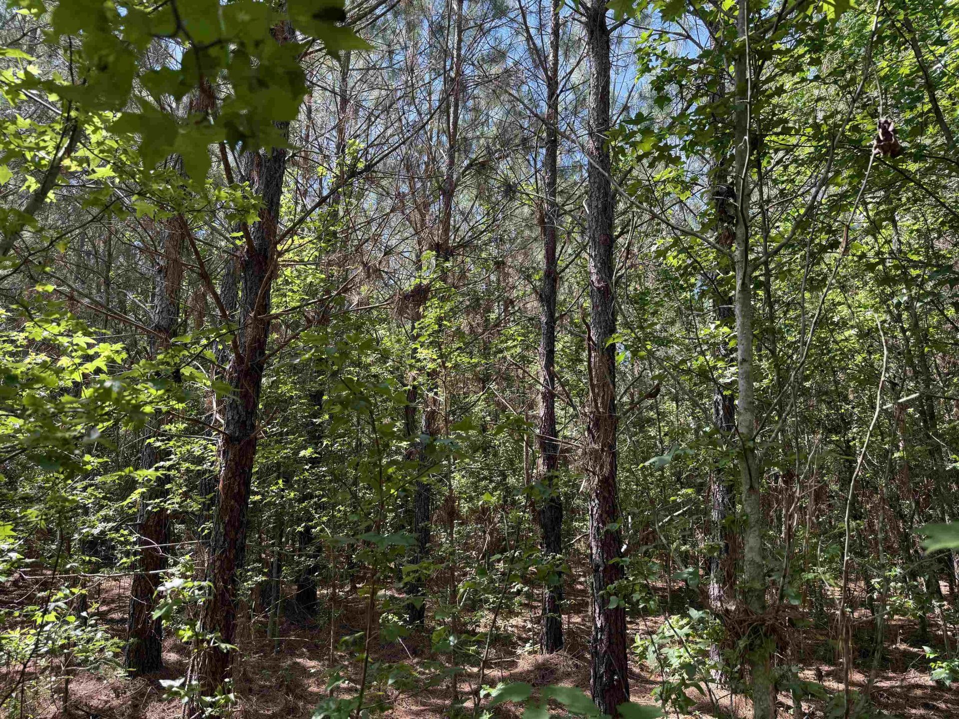 43 Acres - 5432 Juneburn Rd.  Photo 24