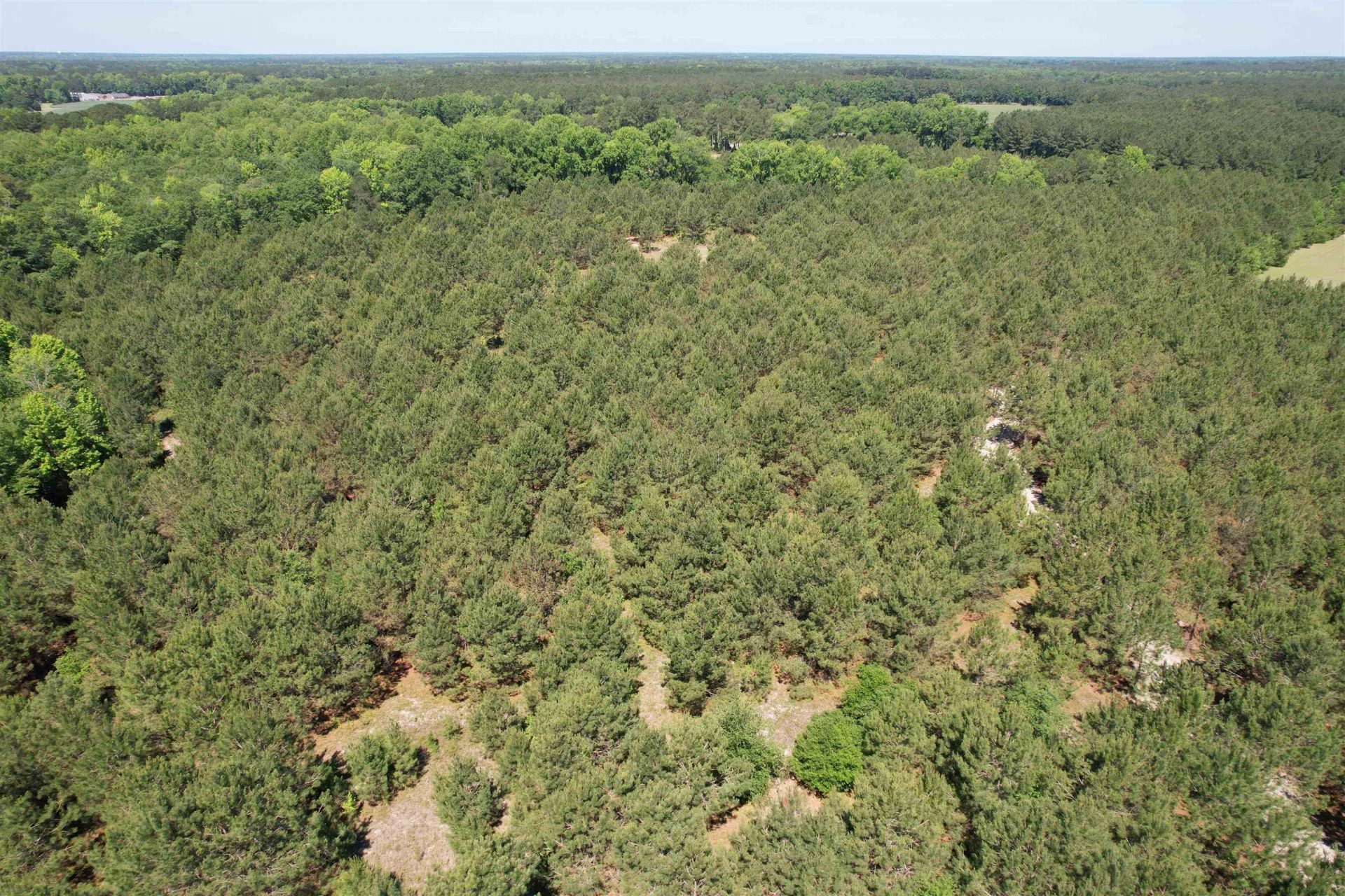 43 Acres - 5432 Juneburn Rd.  Photo 25
