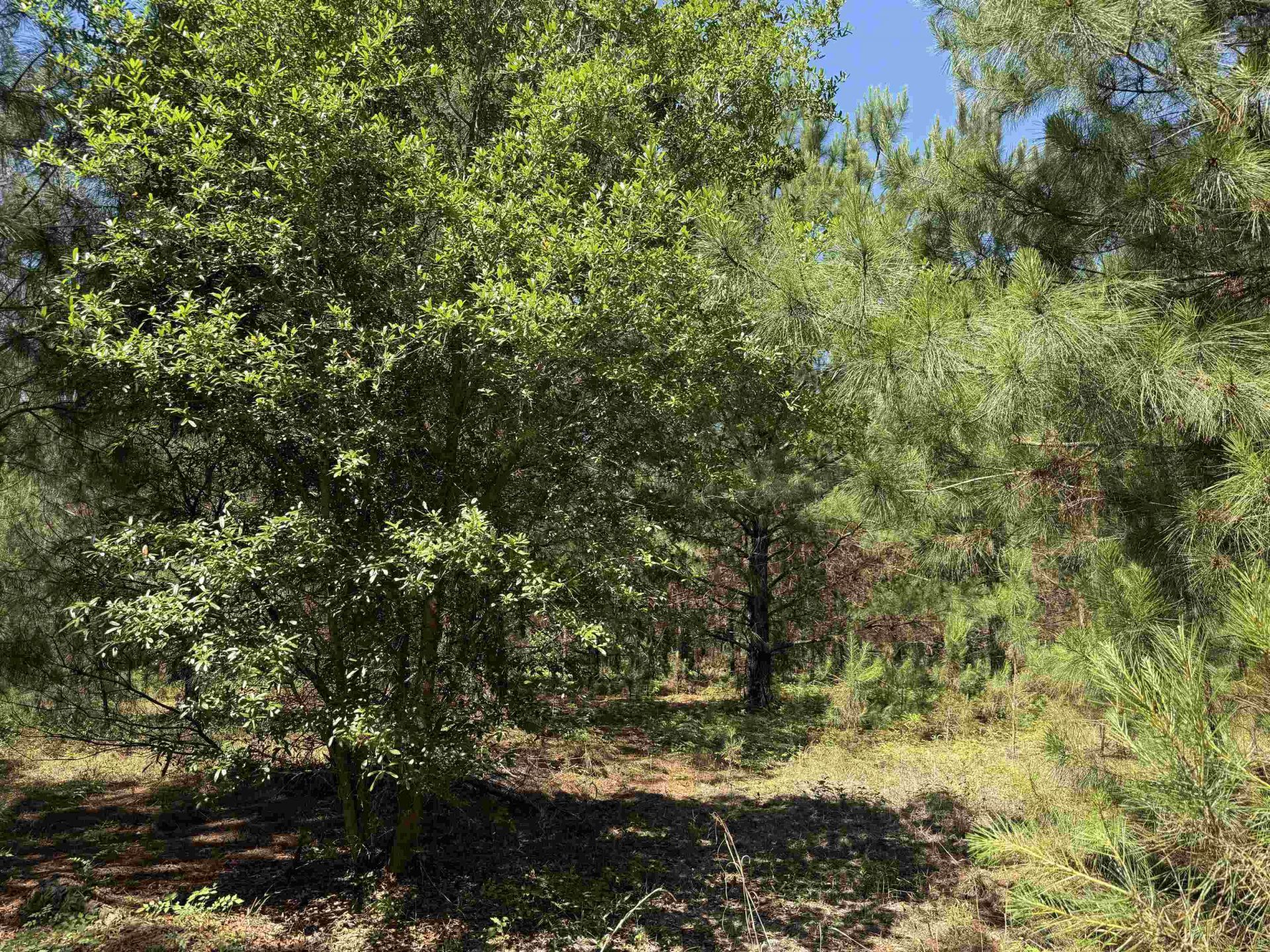 43 Acres - 5432 Juneburn Rd.  Photo 27