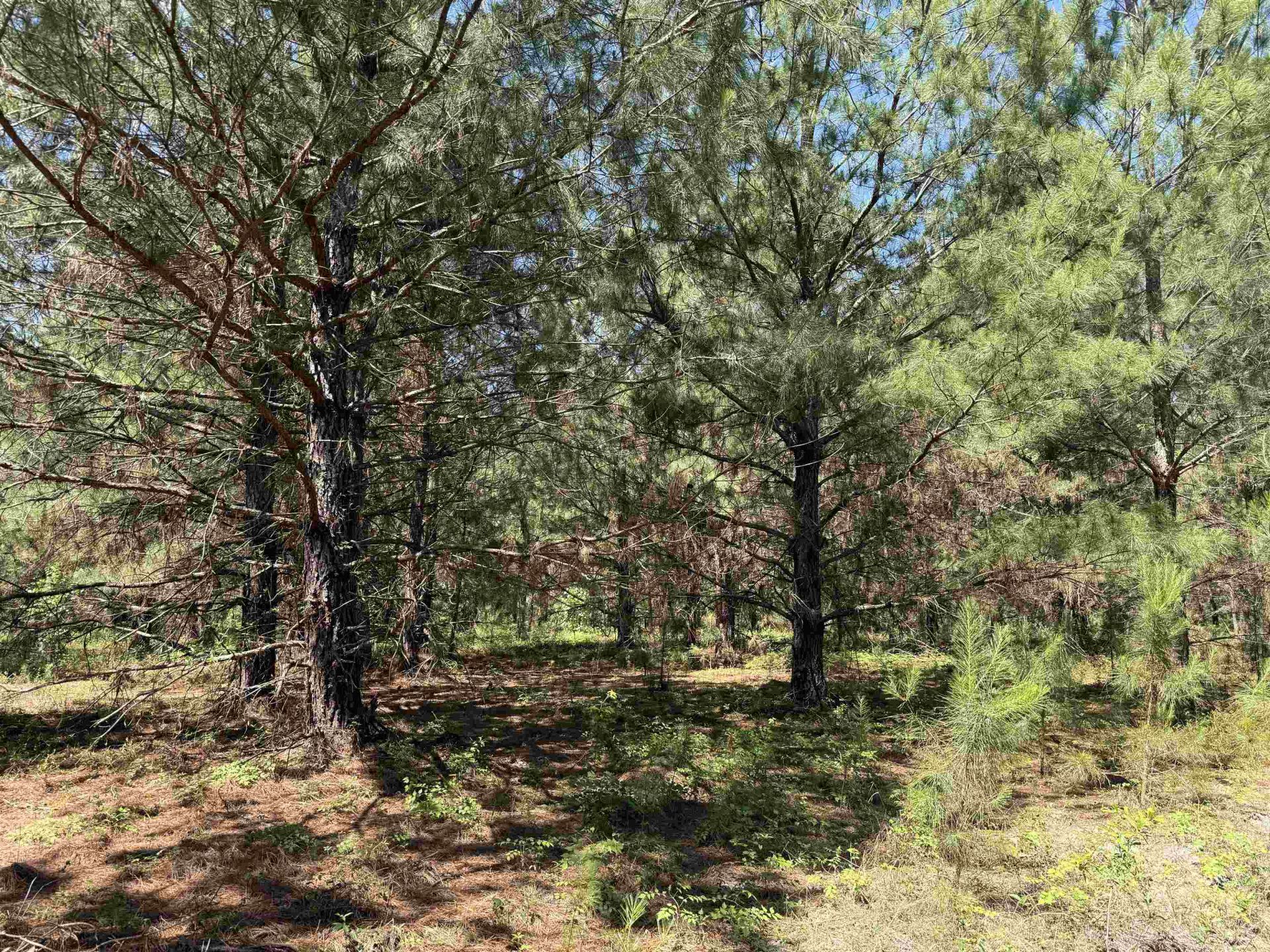 43 Acres - 5432 Juneburn Rd.  Photo 28