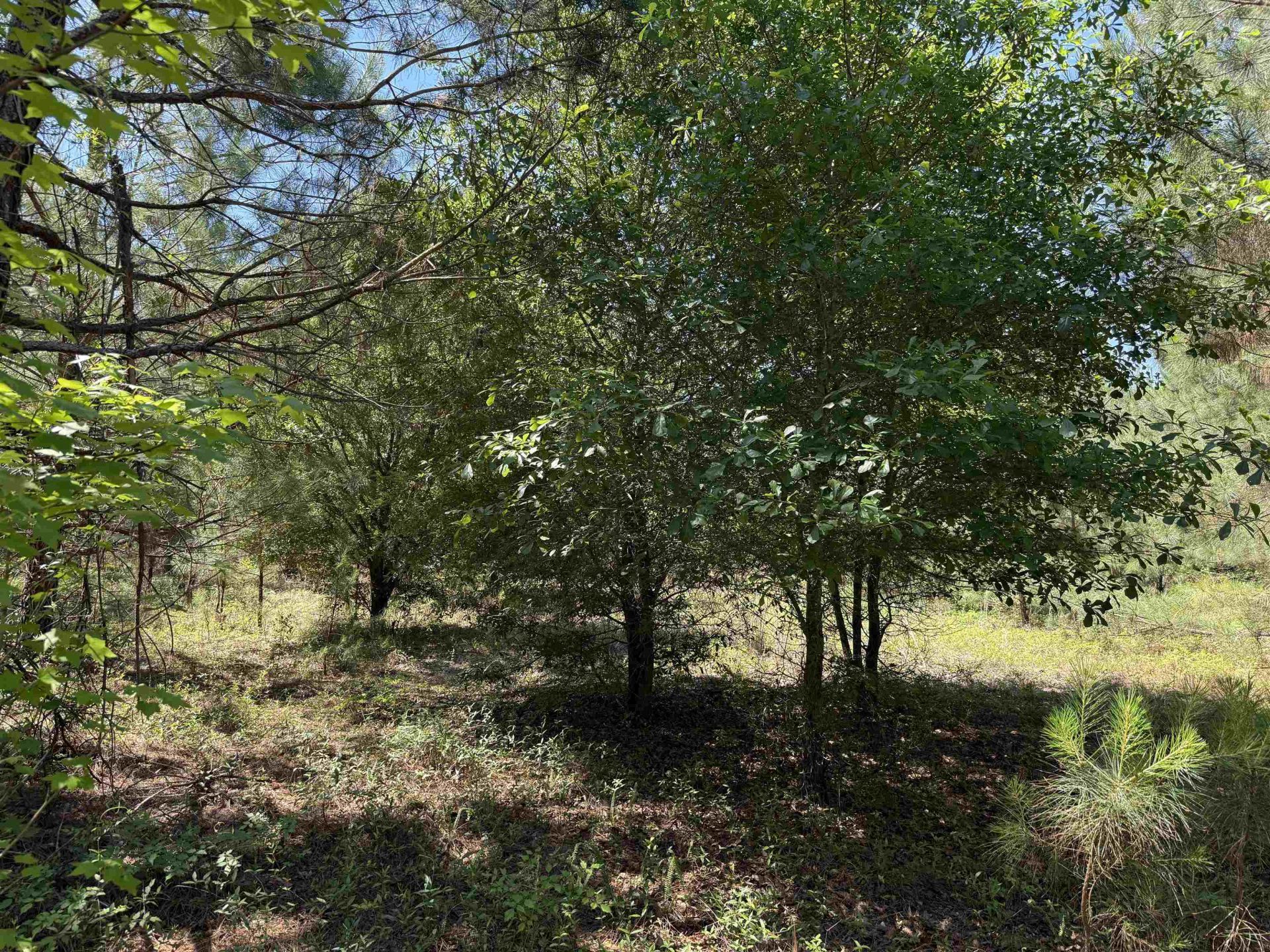 43 Acres - 5432 Juneburn Rd.  Photo 29
