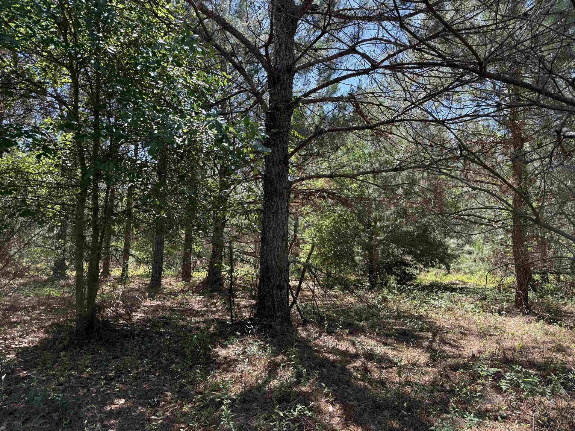 43 Acres - 5432 Juneburn Rd.  Photo 30