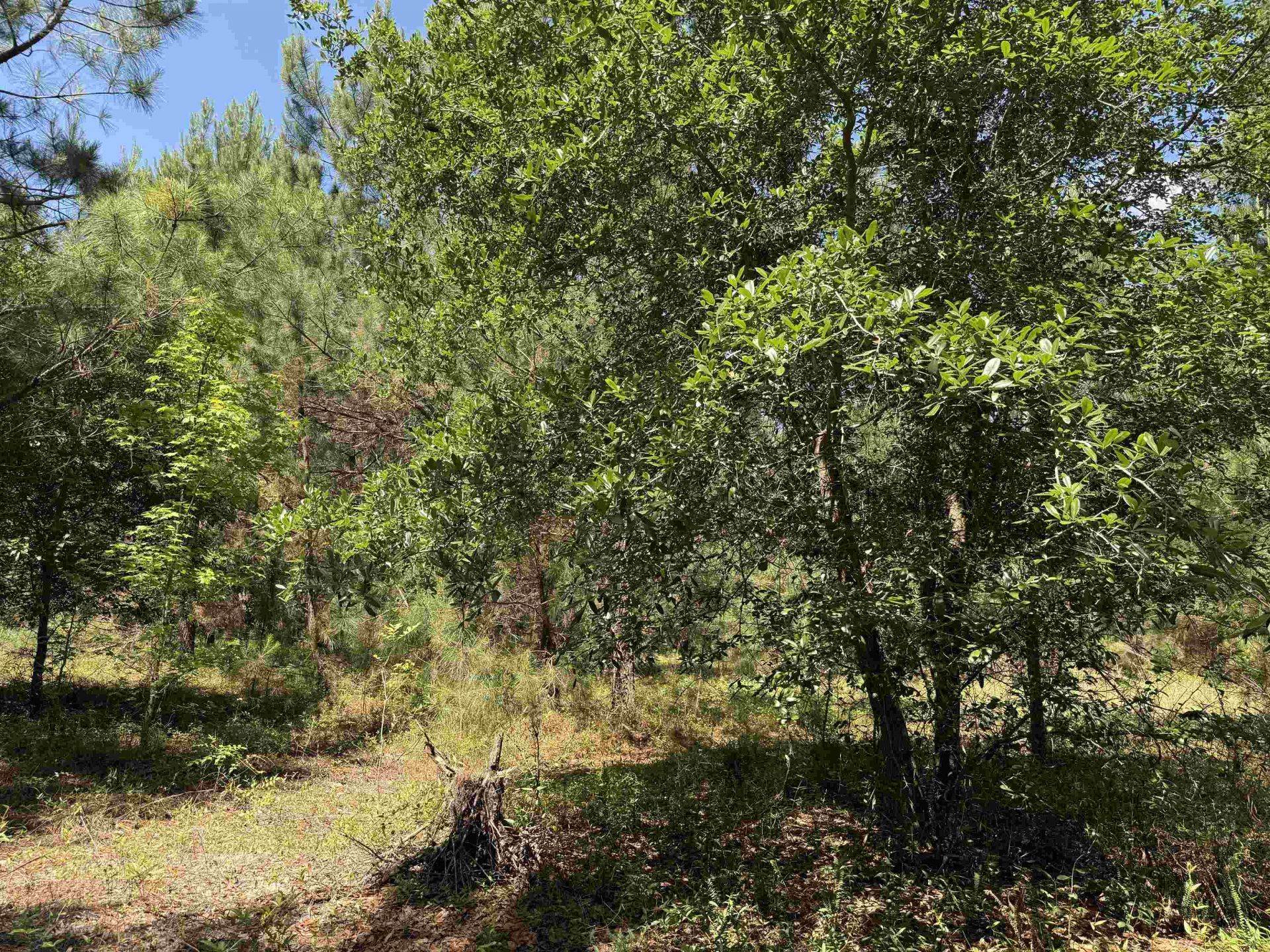 43 Acres - 5432 Juneburn Rd.  Photo 31