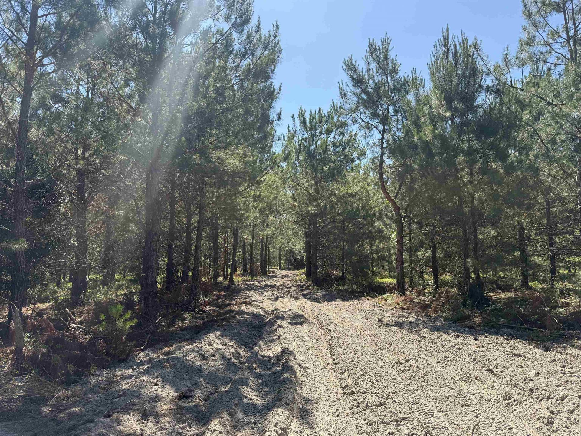 43 Acres - 5432 Juneburn Rd.  Photo 4