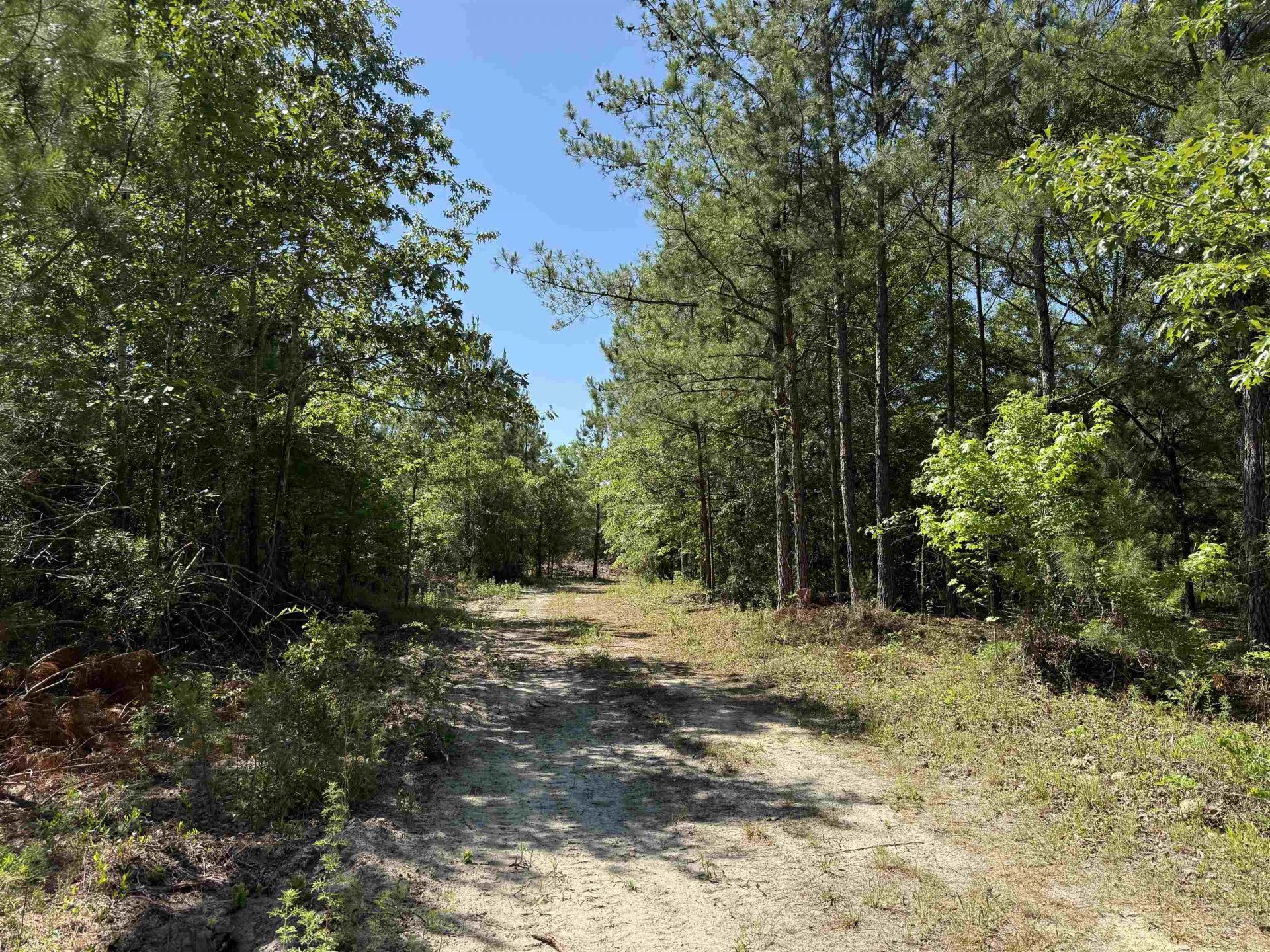 43 Acres - 5432 Juneburn Rd.  Photo 5