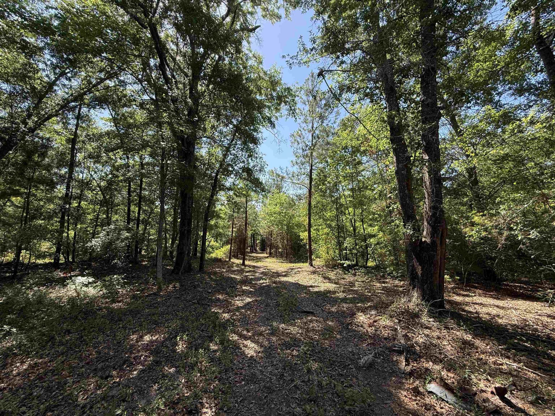 43 Acres - 5432 Juneburn Rd.  Photo 6