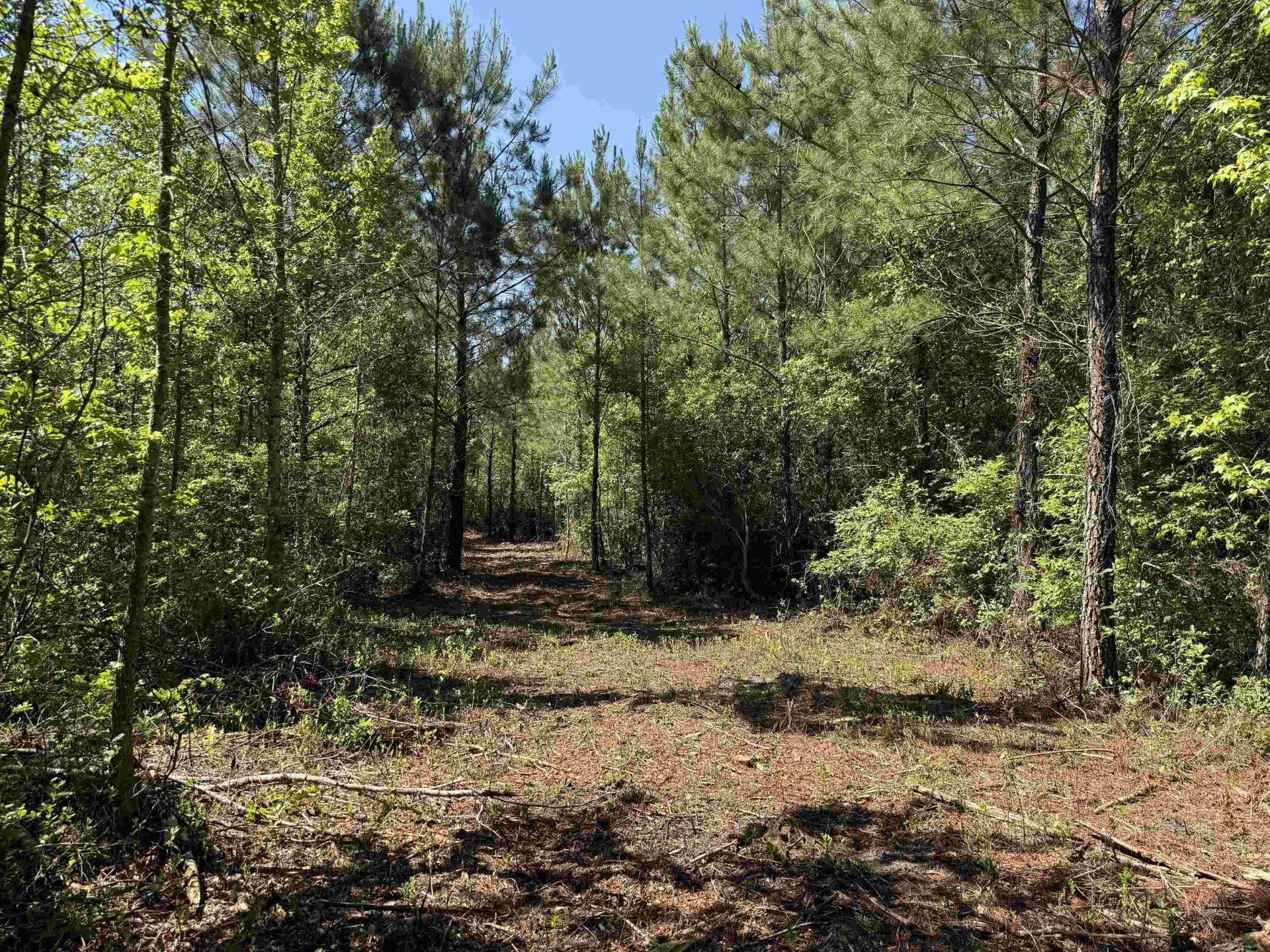 43 Acres - 5432 Juneburn Rd.  Photo 7