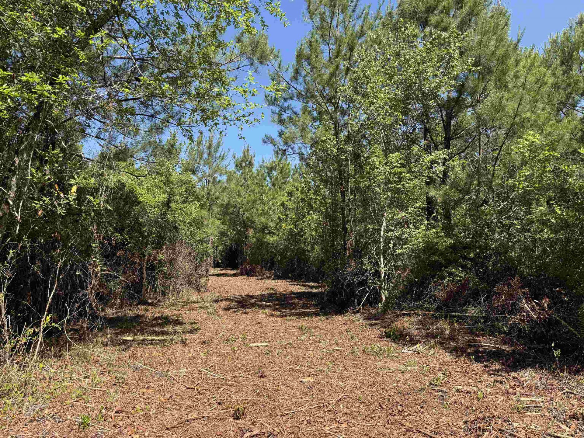 43 Acres - 5432 Juneburn Rd.  Photo 8