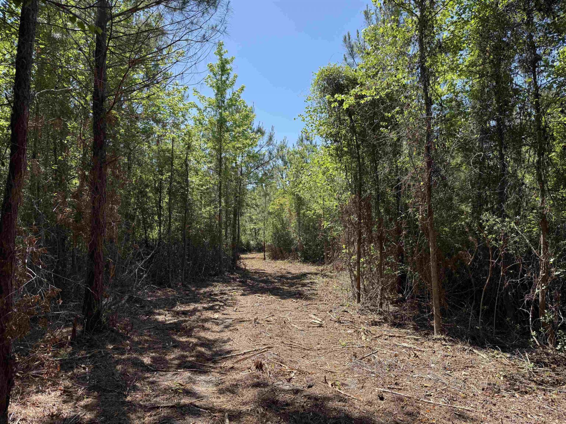43 Acres - 5432 Juneburn Rd.  Photo 9