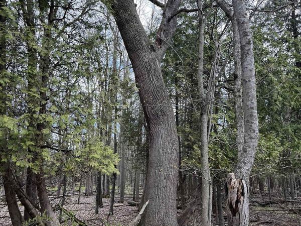 Pine River Road, Standish, MI 48658