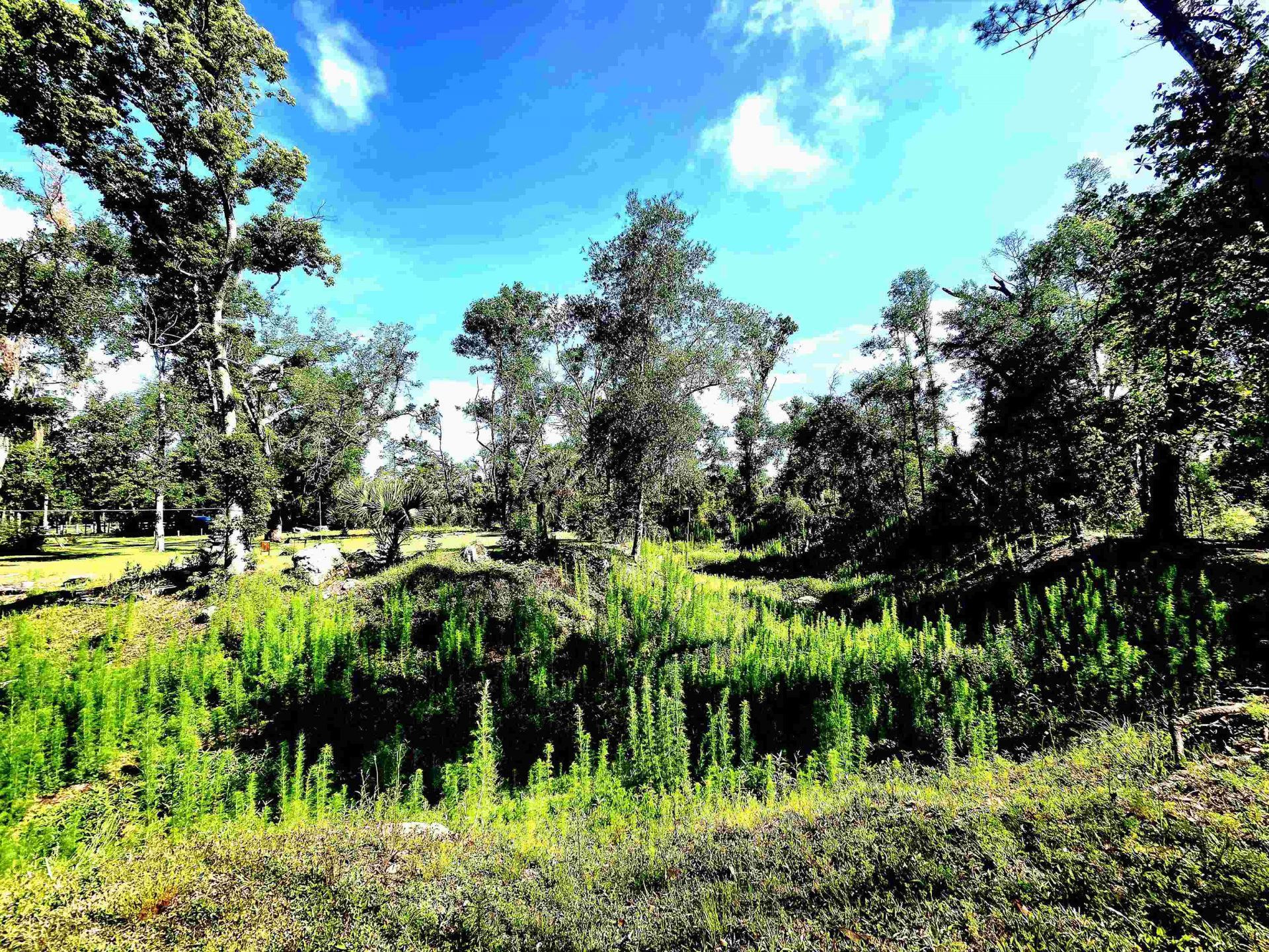 585 Mangum Close Road, Perry, FL 32347 Photo