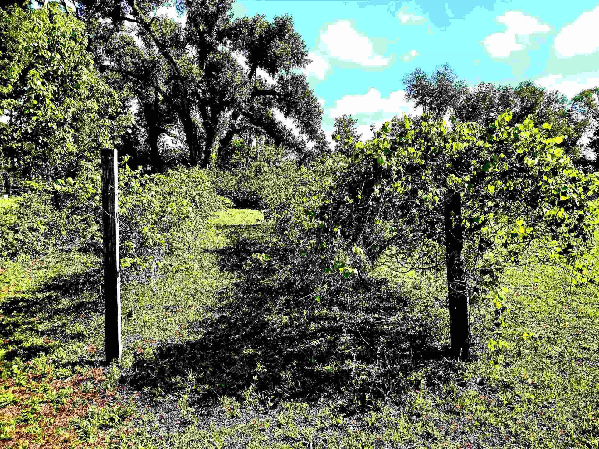 585 Mangum Close Road, Perry, FL 32347 Photo