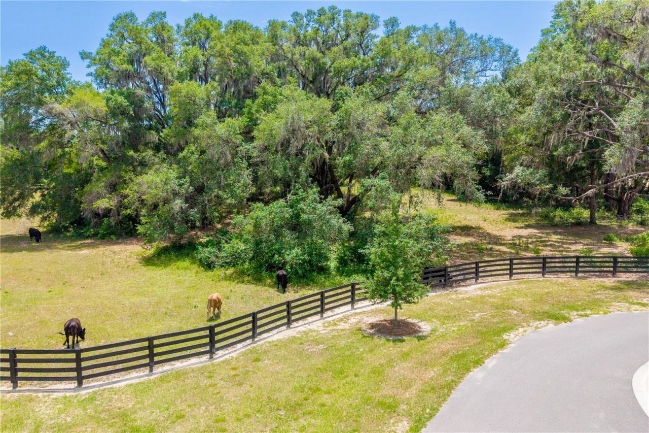 Tbd SW 170th Street , Newberry, FL 32669 Photo