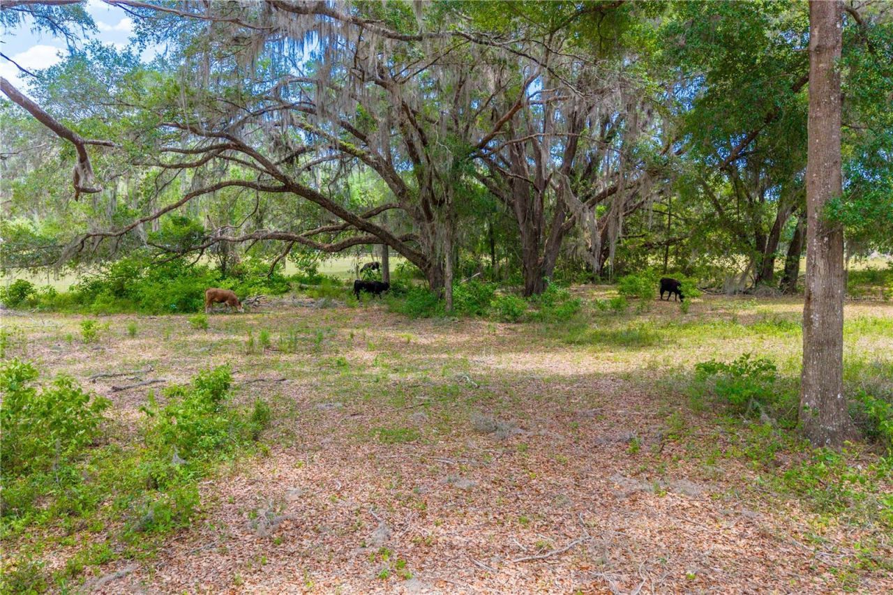 Tbd SW 170th Street , Newberry, FL 32669 Photo