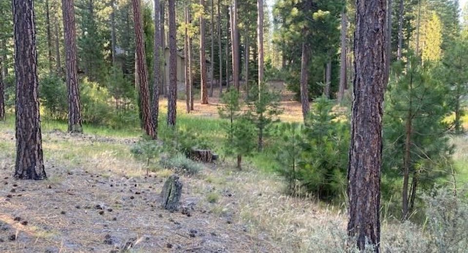 235 Black Bear Trail, Clio, CA 96103 Photo
