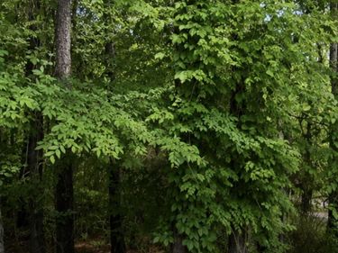 3225 Jesella Drive, Raleigh, NC 27610