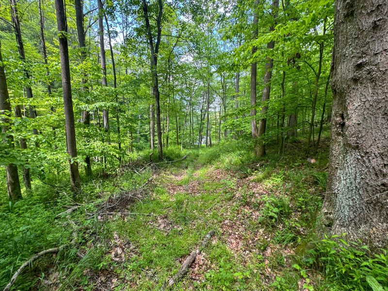 2250 Indian Camp Run Road, New Concord, OH 43762 Photo 46