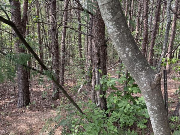 Lot 14 Seth Road , Pigeon Forge, TN 37863