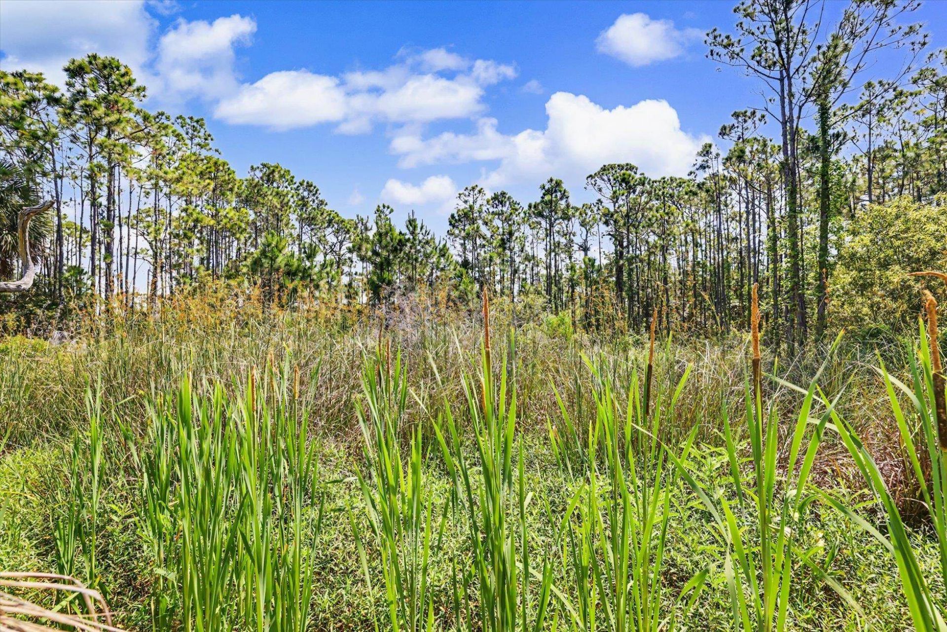323 Bradford Street , Saint George Island, FL 32328 Photo