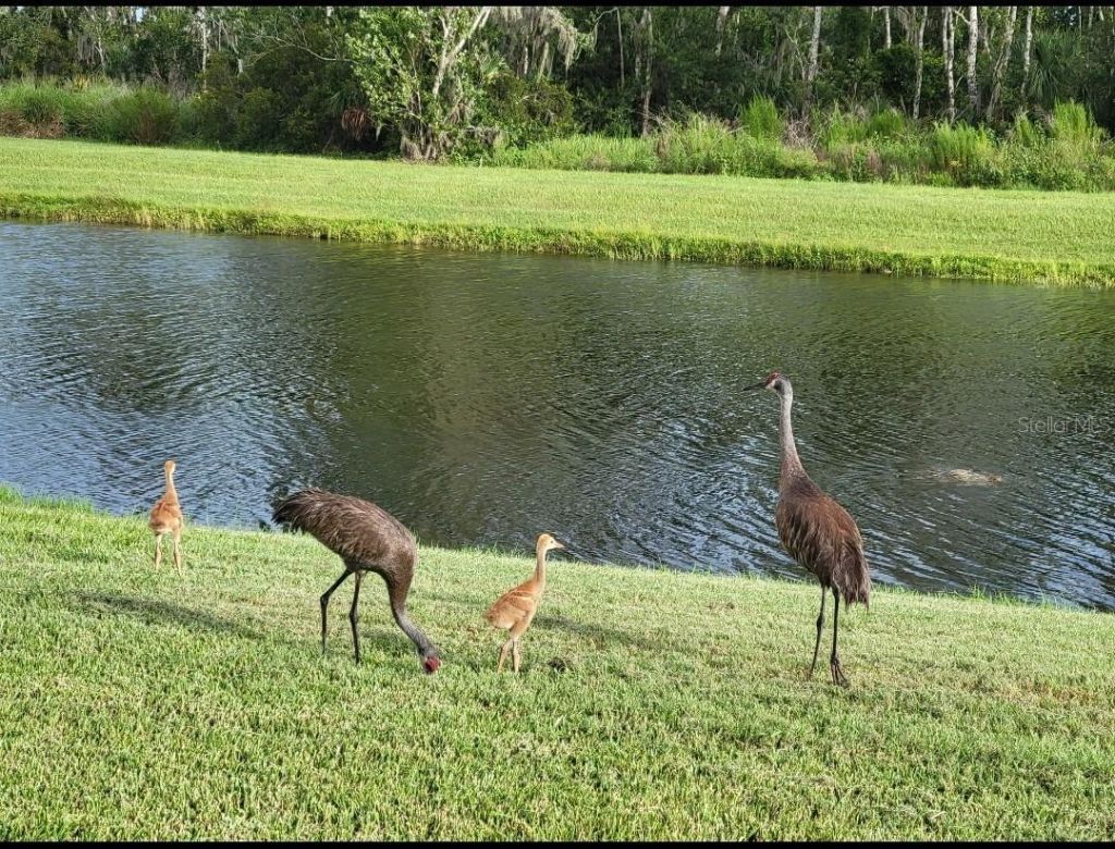 4709 Deep Creek Terrace, Parrish, FL 34219 Photo