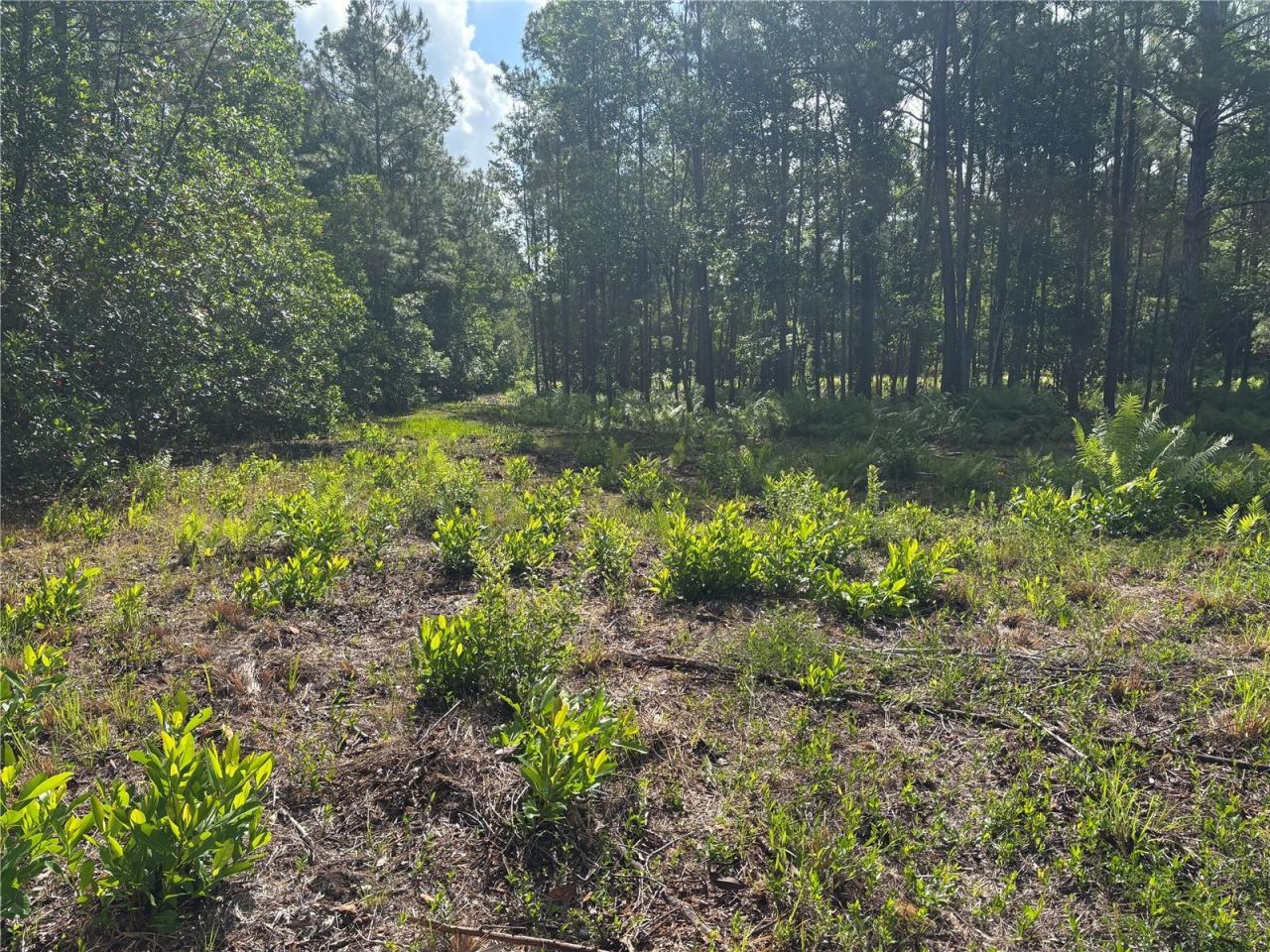 0 N Us Hwy 17 , Seville, FL 32190 Photo