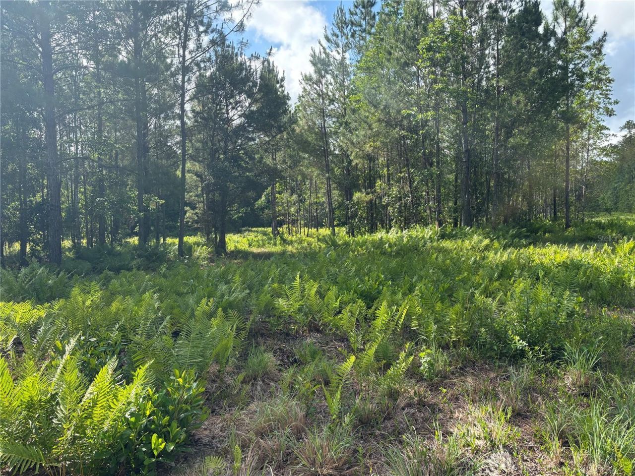 0 N Us Hwy 17 , Seville, FL 32190 Photo