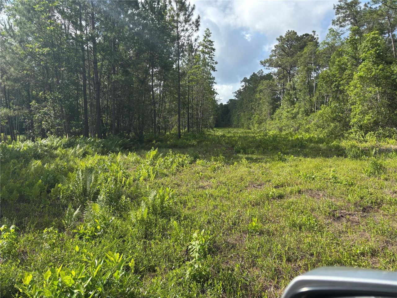 0 N Us Hwy 17 , Seville, FL 32190 Photo