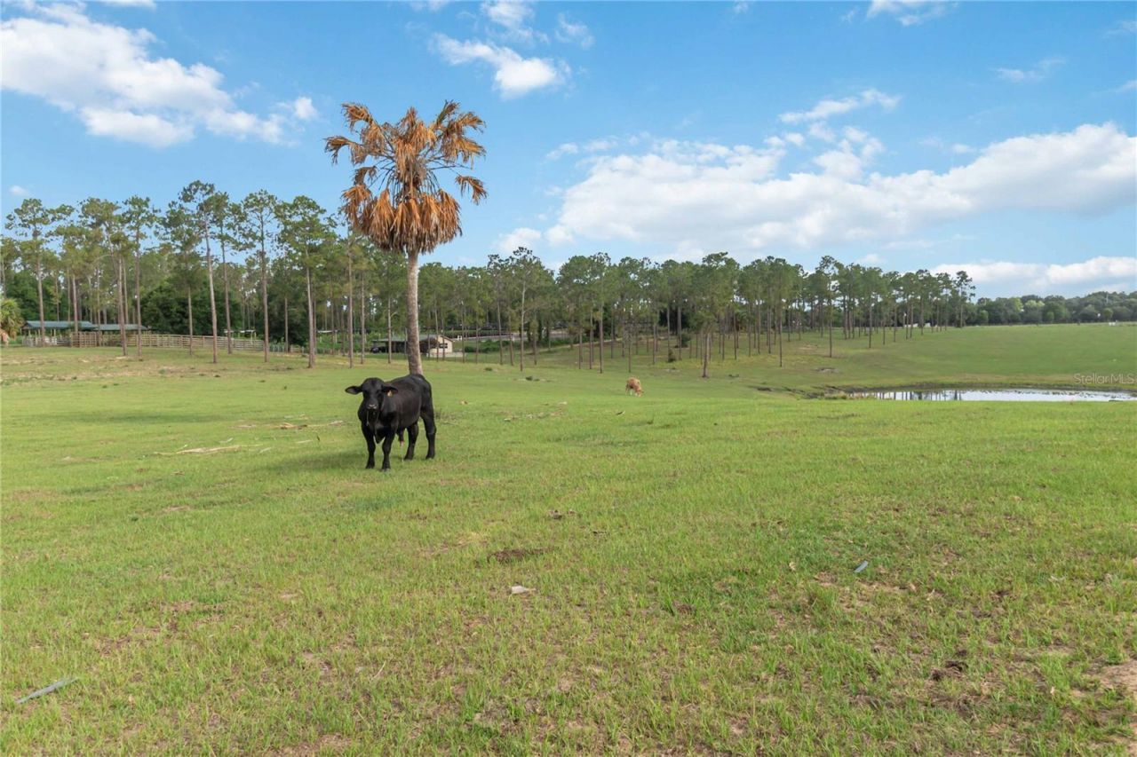 23175 N Buckhill Road , Howey in the Hills, FL 34737 Photo