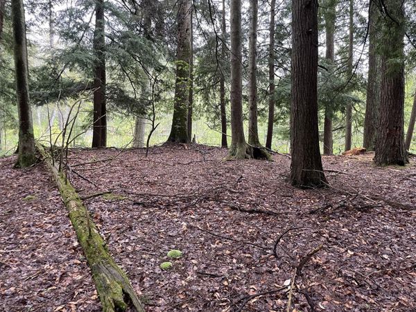 V/L E Pomeroy Springs Road, Irons, MI 49644