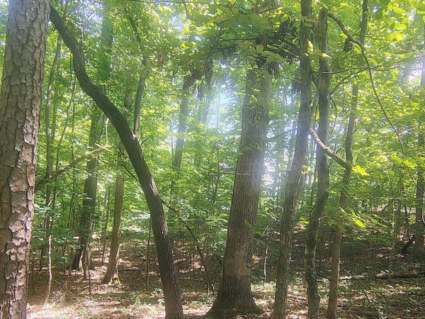138 Stooksbury Lane, Andersonville, TN 37705